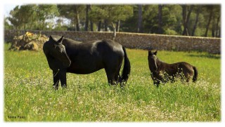 VIII Photographic Contest “Purebred Menorca Horse”