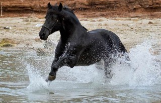 VII Photographic Contest “Purebred Menorca Horse”